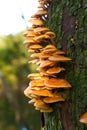 Orange funghi growing on the side of a tree