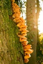 Orange funghi growing on the side of a tree