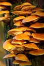 Orange funghi growing on the side of a tree