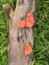 Orange funghi on wood log