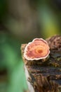 close-up macro view of fungi on tree trunk