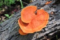 Orange Fungi Growing on a Dead Log in a Forest Royalty Free Stock Photo