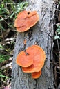 Orange Fungi Growing on a Dead Log in a Forest Royalty Free Stock Photo