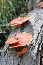 Orange Fungi Growing on a Dead Log in a Forest Royalty Free Stock Photo