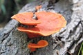 Orange Fungi Growing on a Dead Log in a Forest Royalty Free Stock Photo