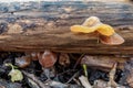 Orange fungi growing out of the side of a log Royalty Free Stock Photo