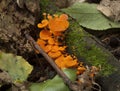 Orange Fungi Royalty Free Stock Photo