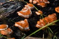 Orange Fungi on wet log Royalty Free Stock Photo