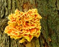 Orange Fungus Royalty Free Stock Photo