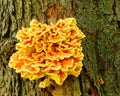 Orange Fungus