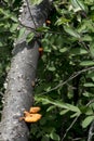 Orange fungus on fallen limb