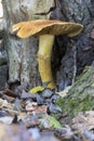Orange fungus, gymnopilus spectabilis, growing on a tree trunk in northern Spain