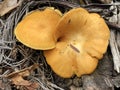 Orange fungus