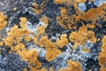 The orange fungus texture