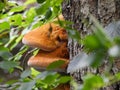 Orange Fungus on a tree Royalty Free Stock Photo