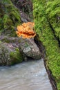 Orange fungus on a tree trunk