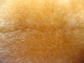 Orange fur abstract texture Royalty Free Stock Photo