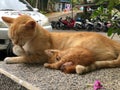 Orange fur cat lying down and its cubs sleeping Royalty Free Stock Photo