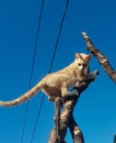 An orange fur cat is stuck on a tree log Royalty Free Stock Photo