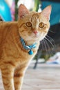 Orange fur cat, yellow eye pattern, blue collar, looking wondering,Mixed breed cat something looks cute