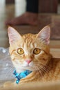 Orange fur cat, yellow eye pattern, blue collar, looking wondering,Mixed breed cat something looks cute