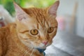 Orange fur cat, yellow eye pattern, blue collar, looking wondering,Mixed breed cat something looks cute