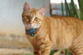 Orange fur cat, yellow eye pattern, blue collar, looking wondering,Mixed breed cat something looks cute