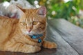 Orange fur cat, yellow eye pattern, blue collar, looking wondering,Mixed breed cat something looks cute