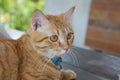 Orange fur cat, yellow eye pattern, blue collar, looking wondering,Mixed breed cat something looks cute