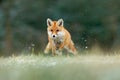 Orange fur coat animal in the nature habitat. Fox on the green forest meadow. Red Fox jumping , Vulpes vulpes, wildlife scene from Royalty Free Stock Photo