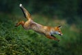 Orange fur coat animal in the nature habitat. Fox on the green forest meadow. Red Fox jumping , Vulpes vulpes, wildlife scene from Royalty Free Stock Photo