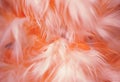 an orange fur texture close up, digital manipulation Royalty Free Stock Photo