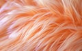 an orange fur texture close up, digital manipulation Royalty Free Stock Photo