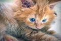 Orange Furred Kitten with Blue Eyes stares Royalty Free Stock Photo