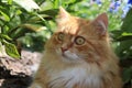 A fluffy ginger cat with big eyes is looks surprised; funny emotions Royalty Free Stock Photo