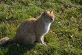 Orange furry friend on green grass lawn