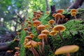 Orange Galerina marginata mushrooms close-up among green moss Royalty Free Stock Photo
