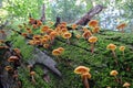 Orange Galerina marginata mushrooms among green moss. Deadly poisonous mushroom in a coniferous forest Royalty Free Stock Photo
