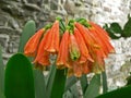 Orange garden blossom flower in the spring. Magical spring season. Royalty Free Stock Photo