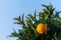 Orange garden. detail of orange on the tree. Spanish and natural fruit