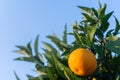 Orange garden. detail of orange on the tree. Spanish and natural fruit. Natural background