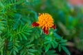 Orange Garden Flower On A Blurred Green Background