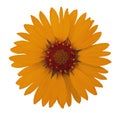 Orange Garden Flower. White Isolated Background With Clipping Path. Closeup. No Shadows.