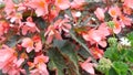 Orange Garden Flowers With Purple Listyami. Camera Movement With a Single Flower From the Bottom, Top With an Overview of the