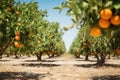 Orange garden. Fresh ripe oranges hanging on trees in orange garden. Details of Spain Royalty Free Stock Photo