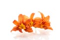 Orange garden lilies with petals on white background Royalty Free Stock Photo