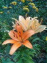 Orange garden lily on a background of green leaves and yellow flowers Summer green garden Royalty Free Stock Photo