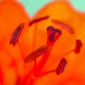 Orange garden lily close-up on a green background Royalty Free Stock Photo