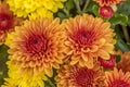 Orange garden mums close up Royalty Free Stock Photo