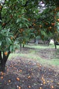 Orange garden Royalty Free Stock Photo